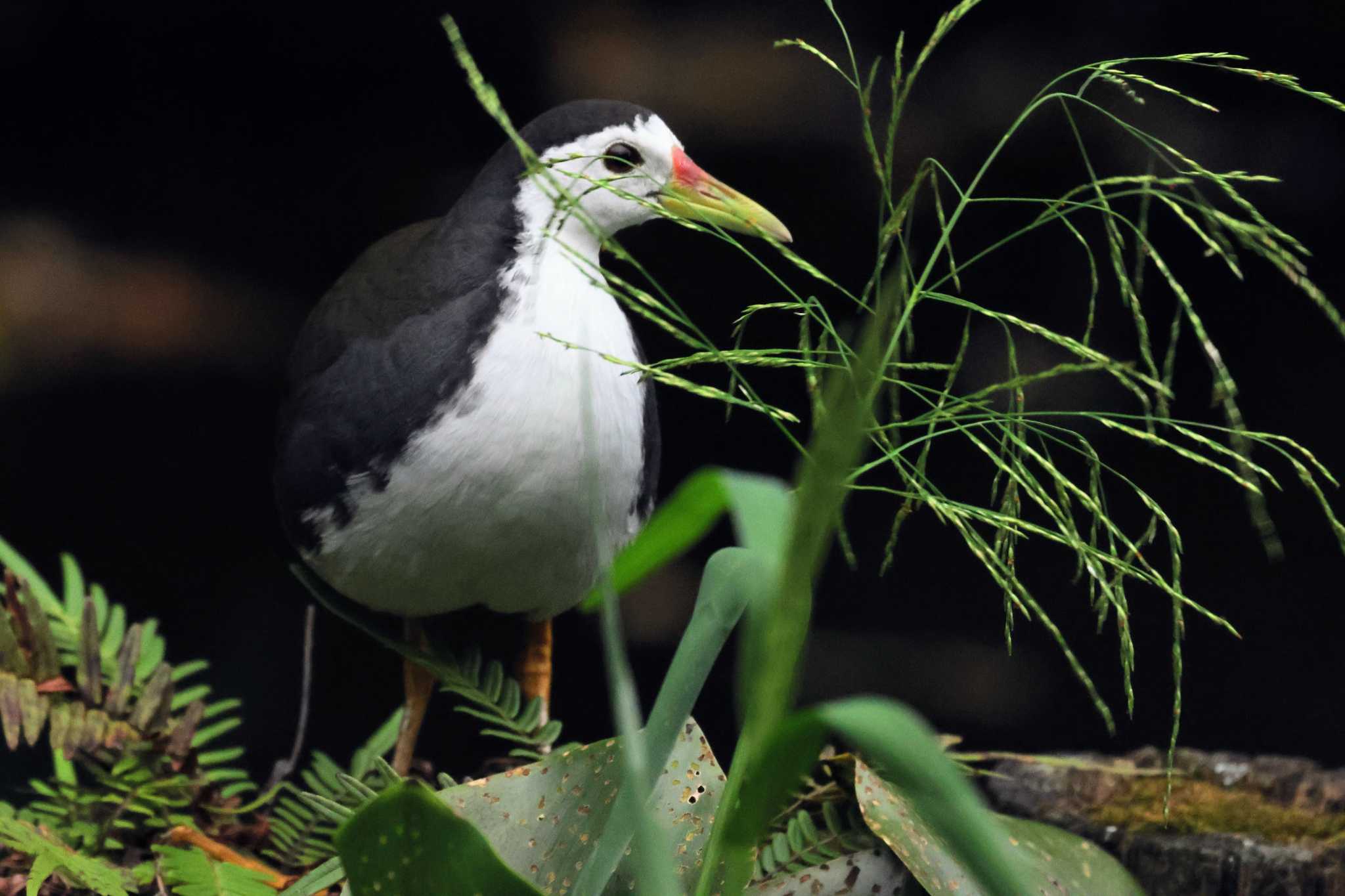 Photo of White-breasted Waterhen at 台北植物園 by トビトチヌ