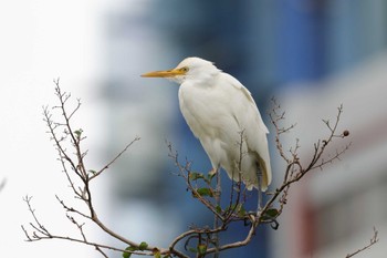 アマサギ 大安森林公園 2023年11月11日(土)