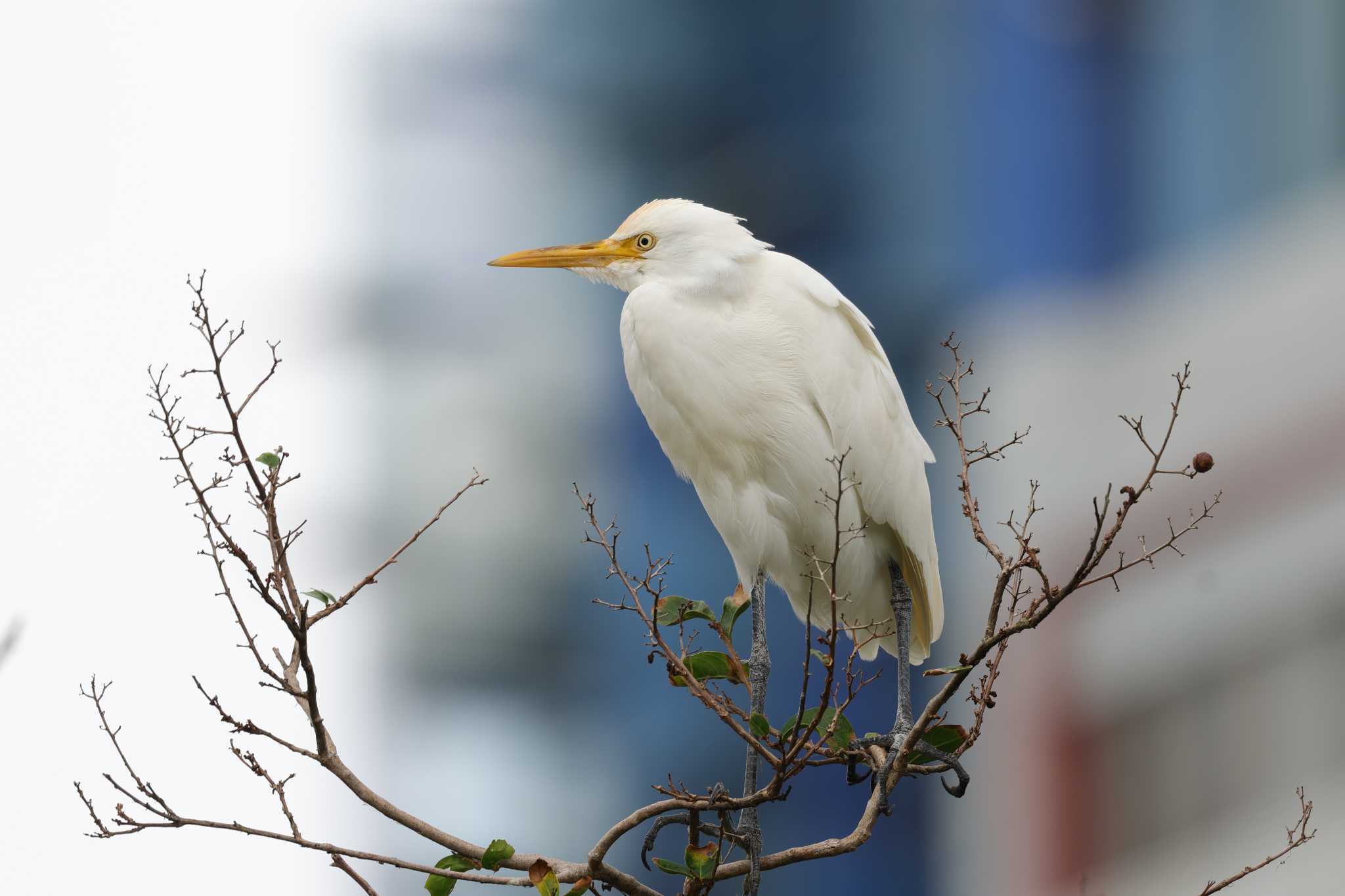 大安森林公園 アマサギの写真 by トビトチヌ