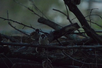 Eurasian Tree Sparrow 広島城 Sun, 11/12/2023