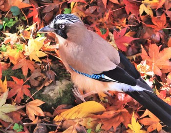 Eurasian Jay 紀伊山地 Thu, 11/9/2023