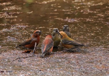 Red Crossbill 創造の森(山梨県) Sun, 11/12/2023