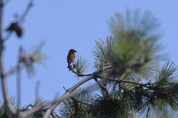 Red Crossbill Hegura Island Wed, 10/18/2023