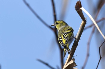 Eurasian Siskin Hegura Island Wed, 10/18/2023