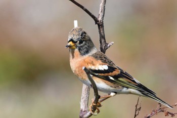 Brambling Hegura Island Wed, 10/18/2023