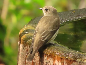 Grey-streaked Flycatcher 権現山(弘法山公園) Sun, 10/1/2023