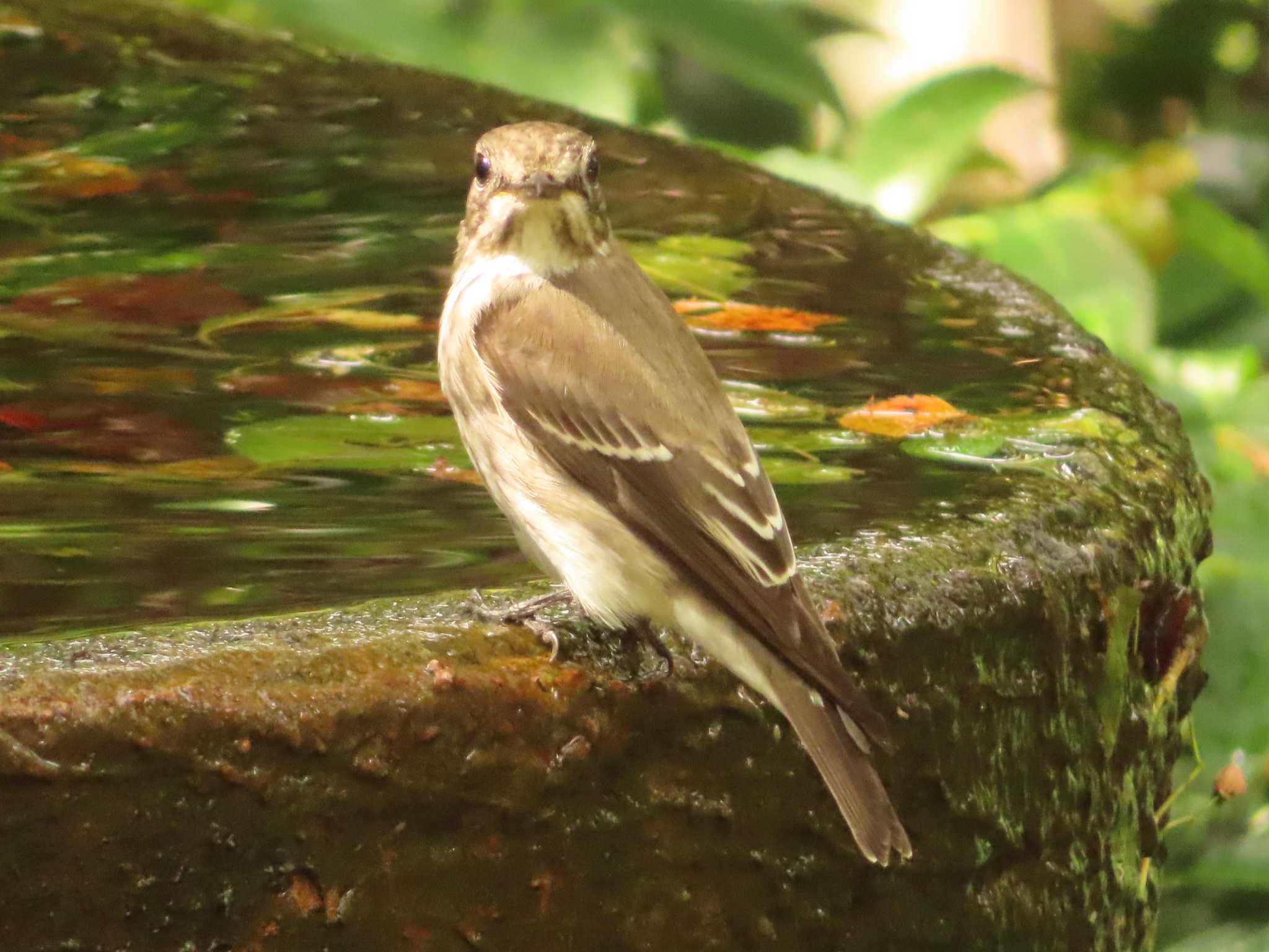 Grey-streaked Flycatcher