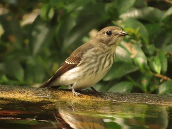 Grey-streaked Flycatcher 権現山(弘法山公園) Sun, 10/1/2023