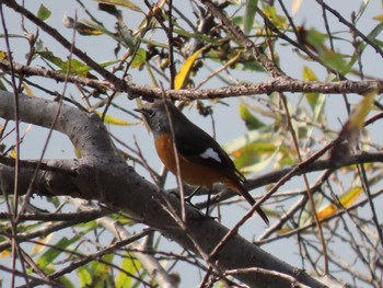 2023年11月12日(日) 自宅周辺(宮城県)の野鳥観察記録