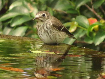 Grey-streaked Flycatcher 権現山(弘法山公園) Sat, 10/7/2023