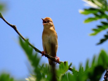 Golden-headed Cisticola Richmond Lowlands, NSW, Australia Sun, 11/12/2023