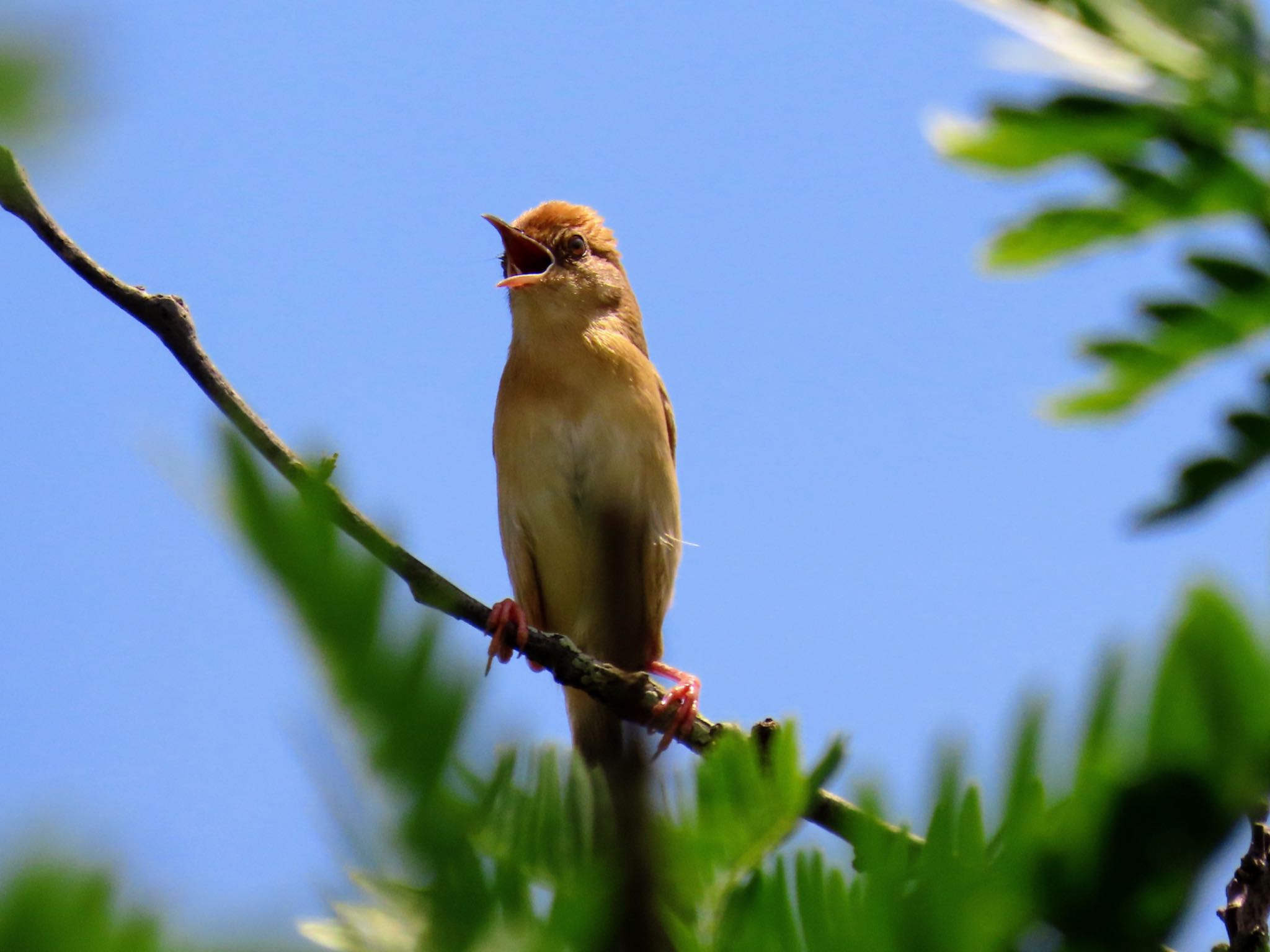 Photo of Golden-headed Cisticola at Richmond Lowlands, NSW, Australia by Maki