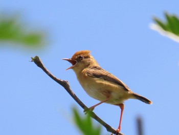 Golden-headed Cisticola Richmond Lowlands, NSW, Australia Sun, 11/12/2023