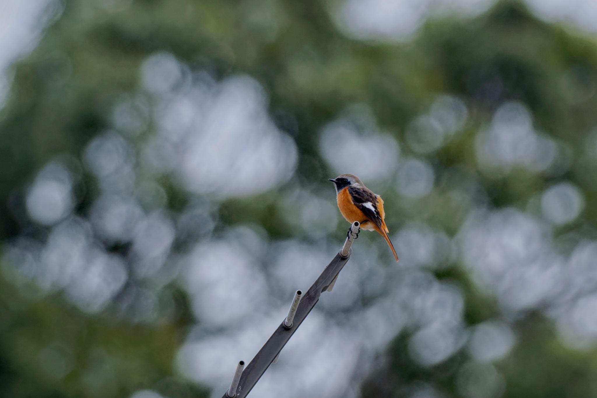 Daurian Redstart