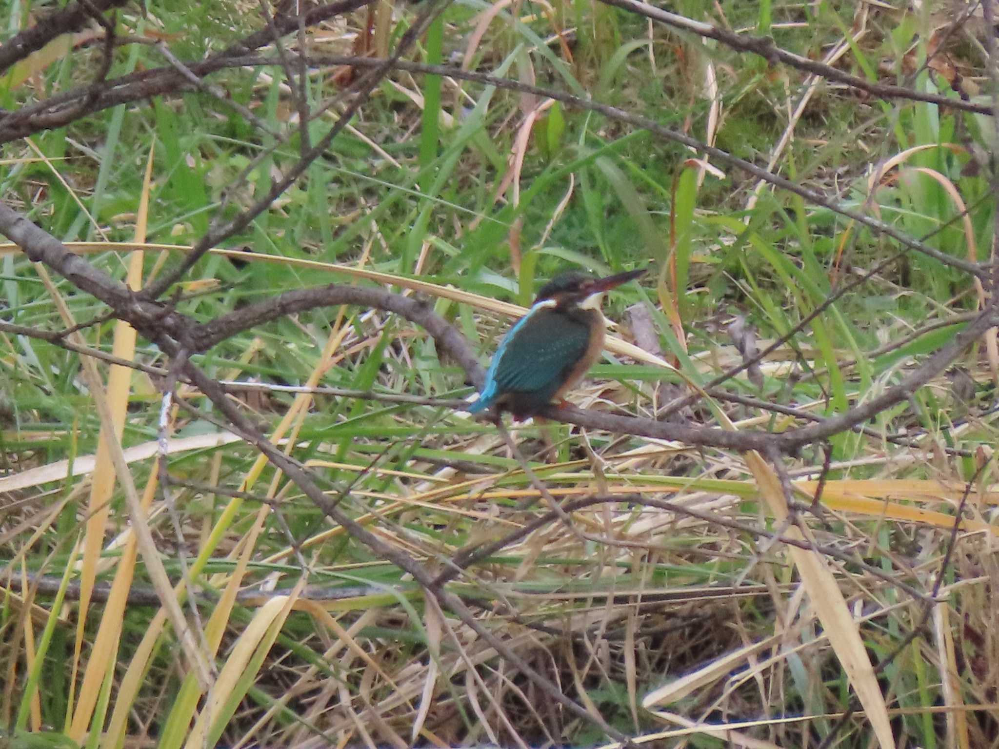 Common Kingfisher