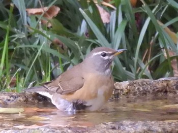 Eyebrowed Thrush Kyoto Gyoen Mon, 11/13/2023