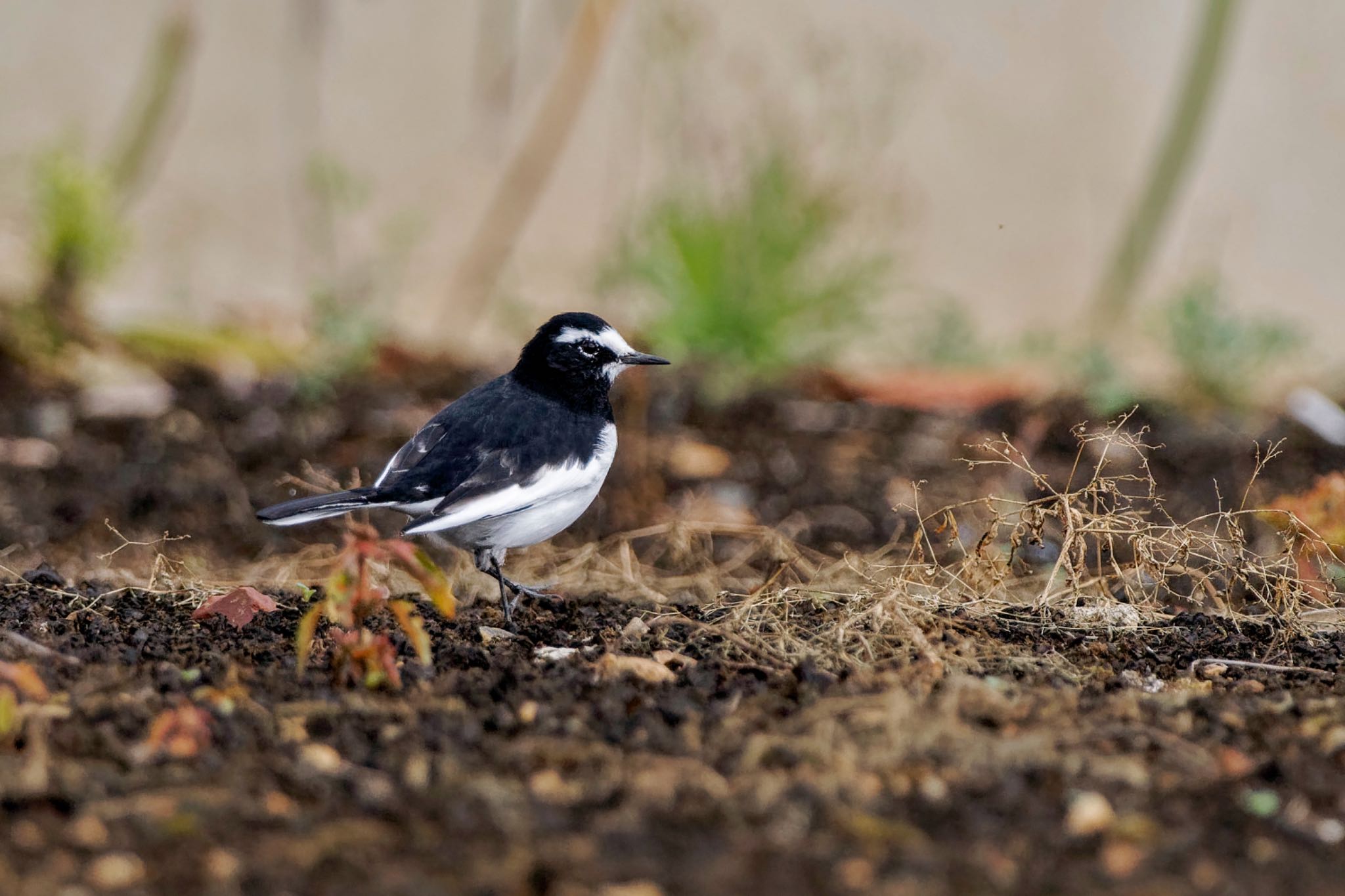 Japanese Wagtail