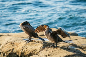 Japanese Cormorant 観音崎公園 Mon, 11/13/2023