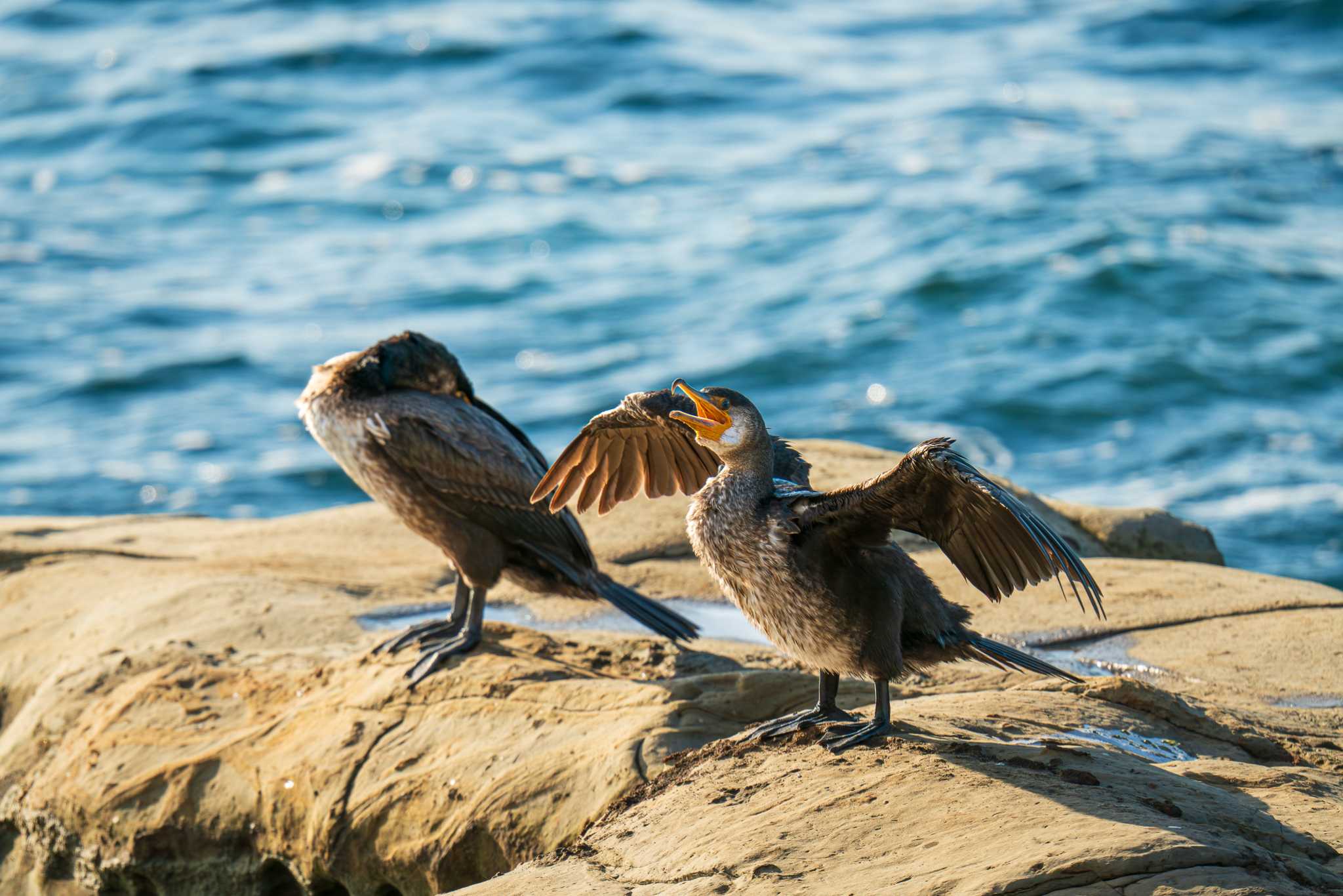 観音崎公園 ウミウの写真 by Tosh@Bird