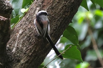 2023年11月11日(土) 小宮公園(八王子)の野鳥観察記録