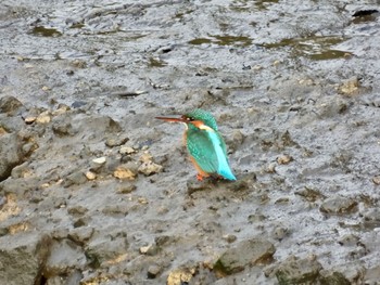 Common Kingfisher Mine Park Sun, 11/5/2023