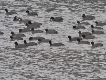 Eurasian Coot Gonushi Coast Sat, 11/11/2023