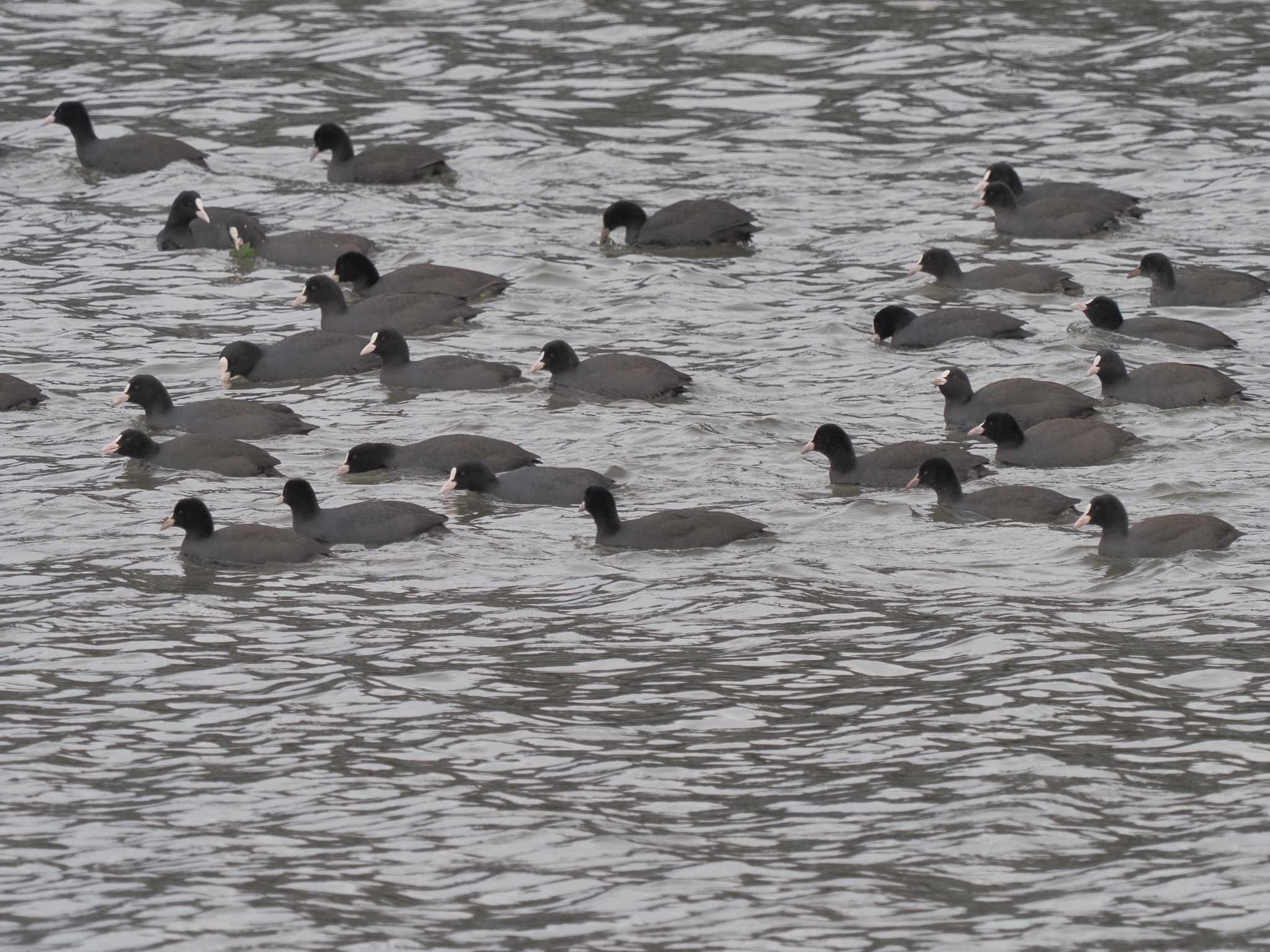 Photo of Eurasian Coot at Gonushi Coast by MaNu猫