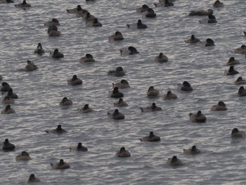 Greater Scaup Gonushi Coast Sat, 11/11/2023