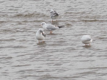 Black-headed Gull Gonushi Coast Sat, 11/11/2023