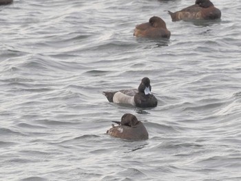 Greater Scaup Gonushi Coast Sat, 11/11/2023