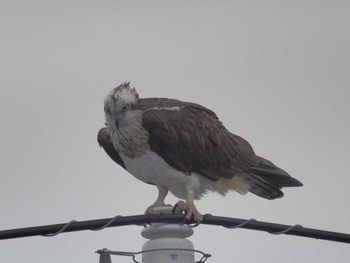 2023年11月11日(土) 五主池の野鳥観察記録