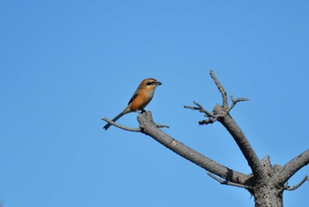 2018年10月7日(日) ふなばし三番瀬海浜公園の野鳥観察記録