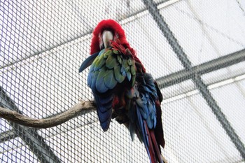 コンゴウインコ 神戸どうぶつ王国 2023年11月12日(日)