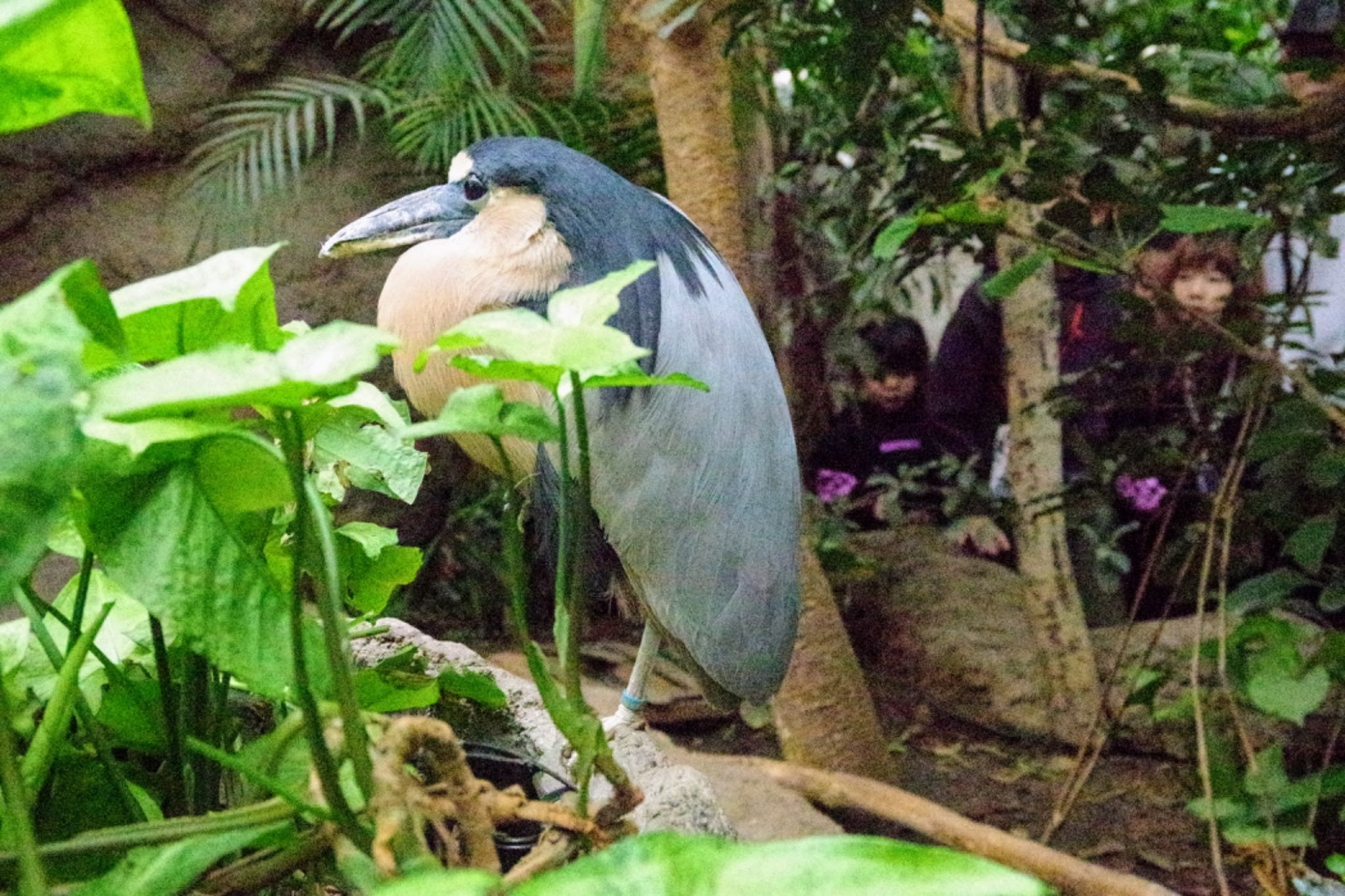 Photo of Boat-billed Heron at 神戸どうぶつ王国 by モズもず