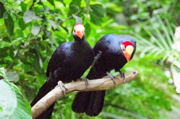 Violet Turaco