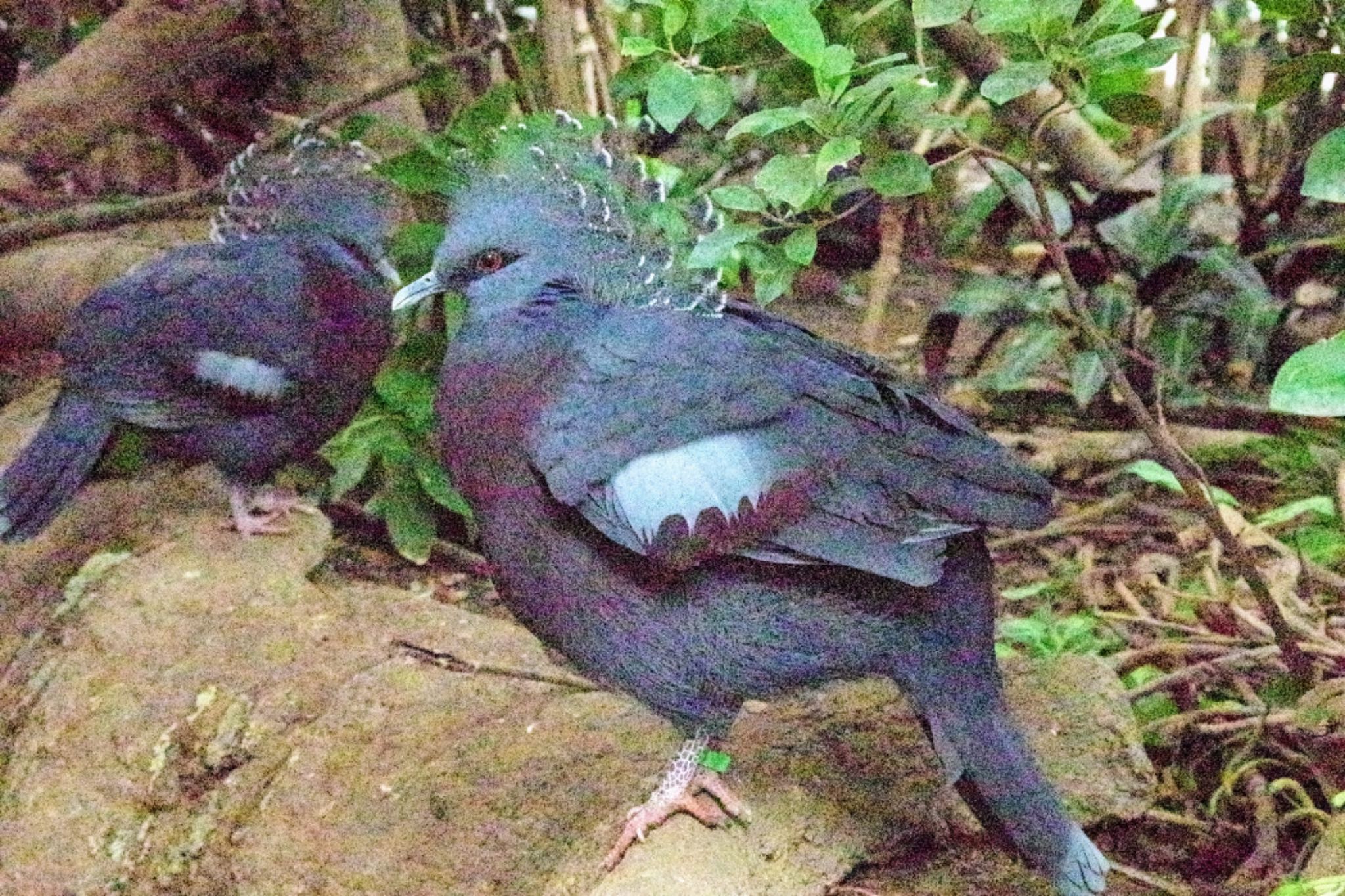 Photo of Victoria Crowned Pigeon at 神戸どうぶつ王国 by モズもず