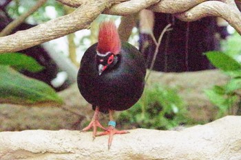 Crested Partridge 神戸どうぶつ王国 Sun, 11/12/2023