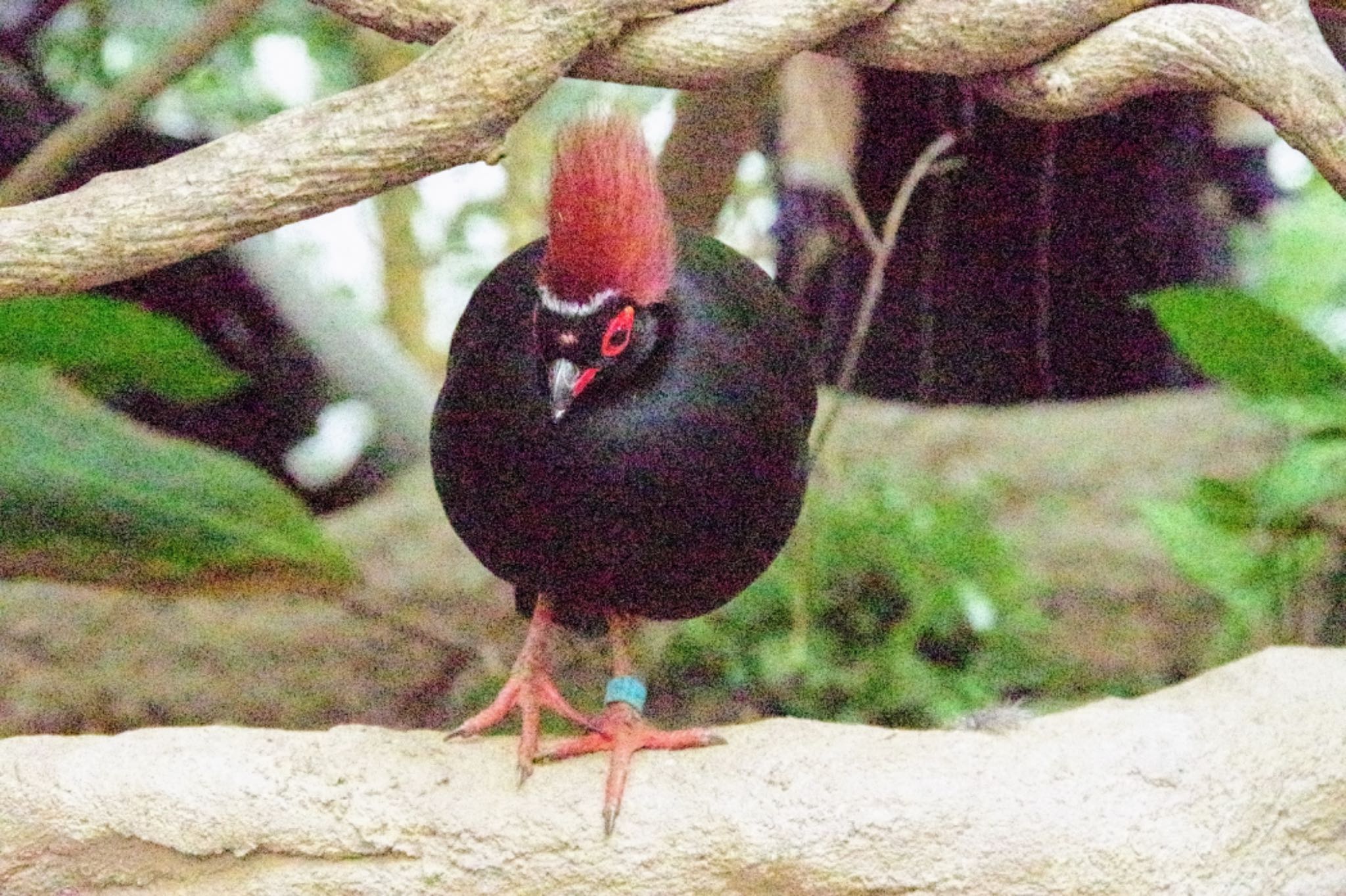 Photo of Crested Partridge at 神戸どうぶつ王国 by モズもず