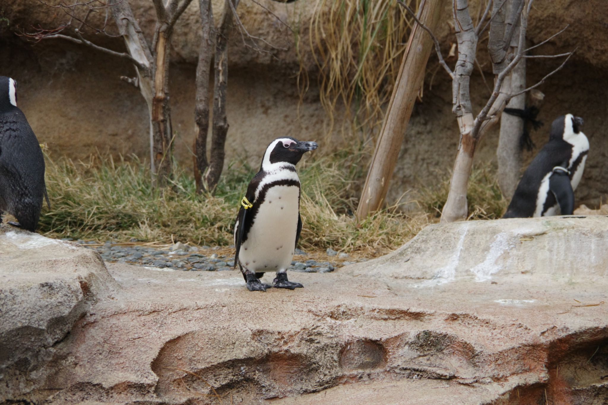 Photo of African Penguin at 神戸どうぶつ王国 by モズもず