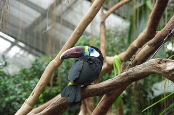 White-throated Toucan 神戸どうぶつ王国 Sun, 11/12/2023