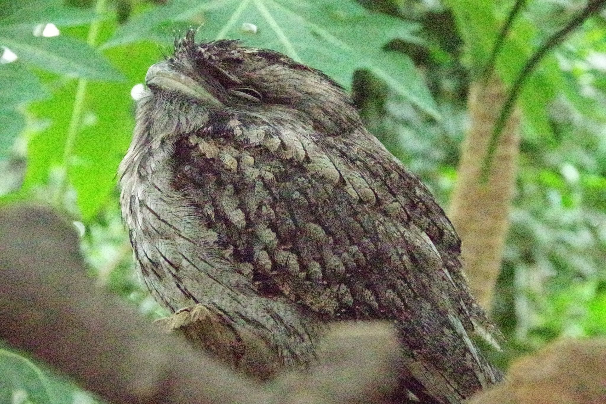 神戸どうぶつ王国 オーストラリアガマグチヨタカの写真 by モズもず