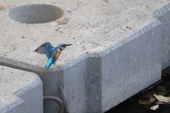 Common Kingfisher 笹下川 Mon, 11/13/2023