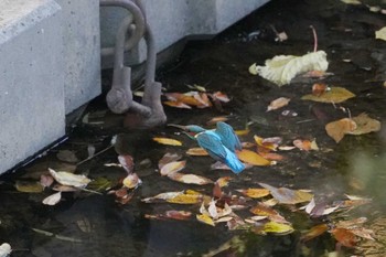 Common Kingfisher 笹下川 Mon, 11/13/2023