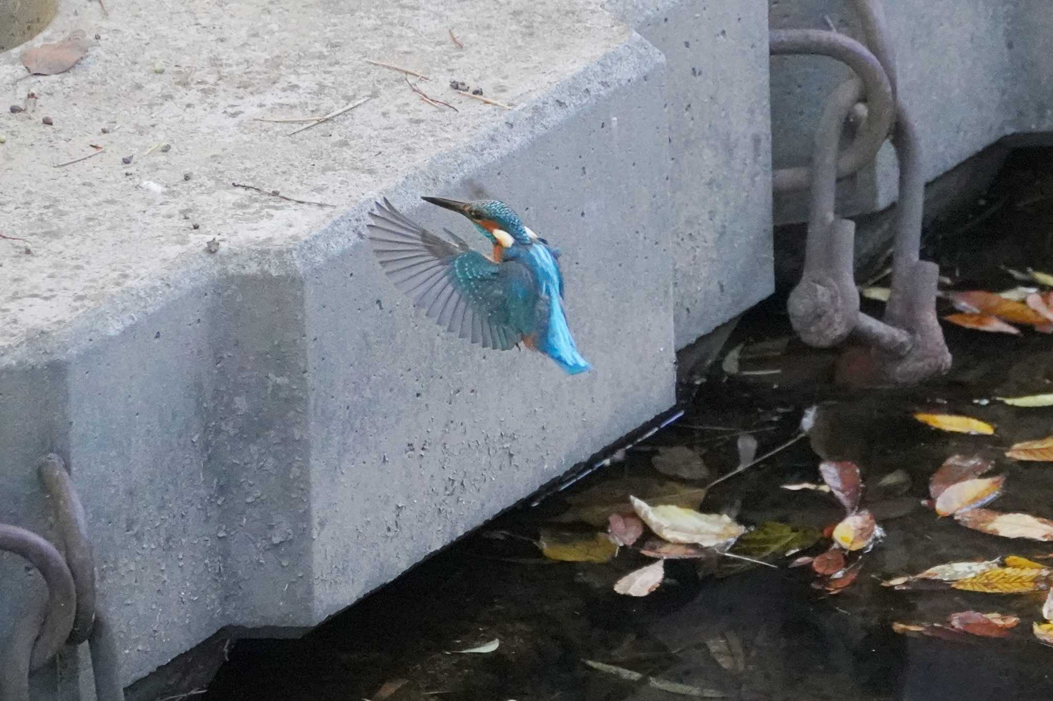 Photo of Common Kingfisher at 笹下川 by sinbesax