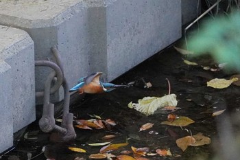 Common Kingfisher 笹下川 Mon, 11/13/2023