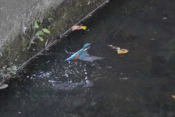 Common Kingfisher 笹下川 Mon, 11/13/2023