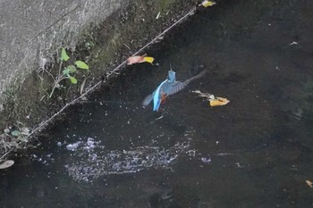 Common Kingfisher 笹下川 Mon, 11/13/2023
