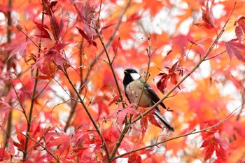 シジュウカラ 真駒内公園 2023年11月13日(月)