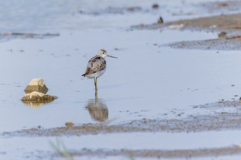 Common Greenshank Unknown Spots Sat, 11/11/2023