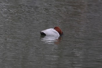 ホシハジロ 名城公園 2023年11月12日(日)